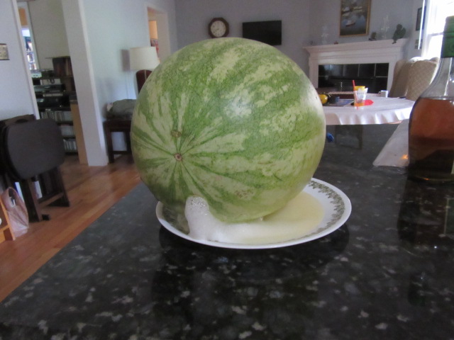 071618 Sick watermelon.JPG