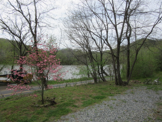 041319 Pink dogwood from $'s porch.JPG